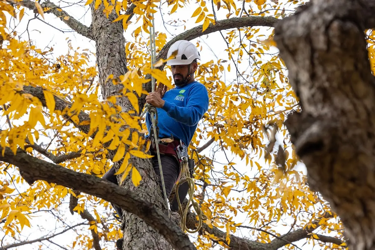 Skilled Tree Transplanting crew working in Oscoda